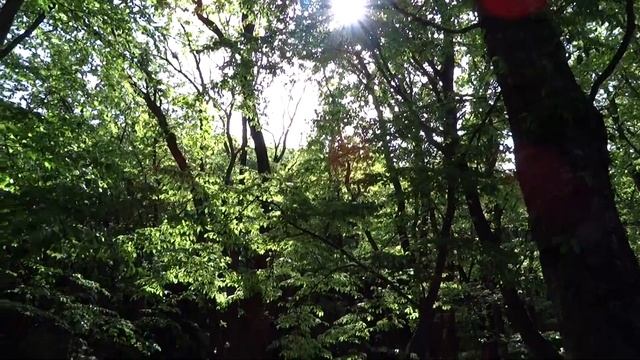 Релакс - канал. На минуту в лес. Звуки природы. смотреть онлайн