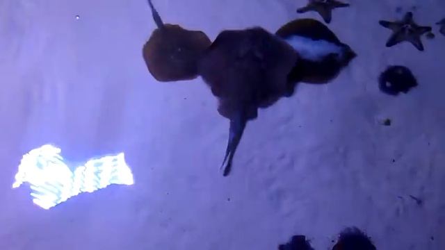 Морской скат смотреть онлайн