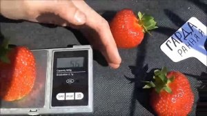 ГАРДА - один из лучших ранних сортов клубники. Новинка 19 года.