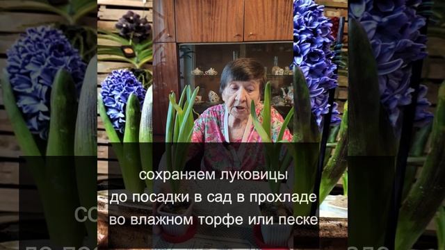 Вам подарили на 8 марта цветущий гиацинт в горшке смотреть онлайн