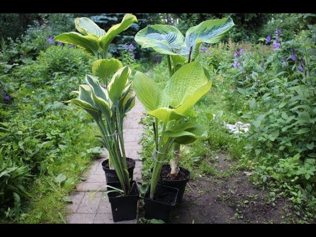 Саженцы хосты в питомнике смотреть онлайн