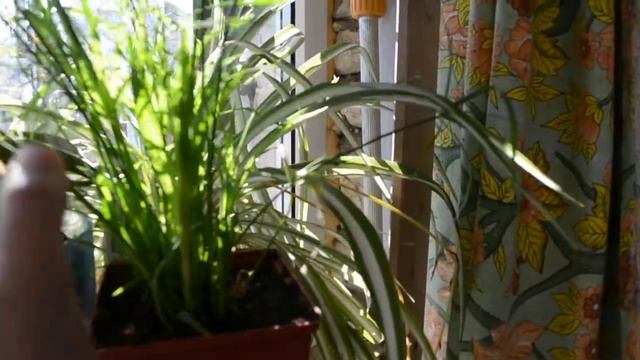 циперус из семян смотреть онлайн