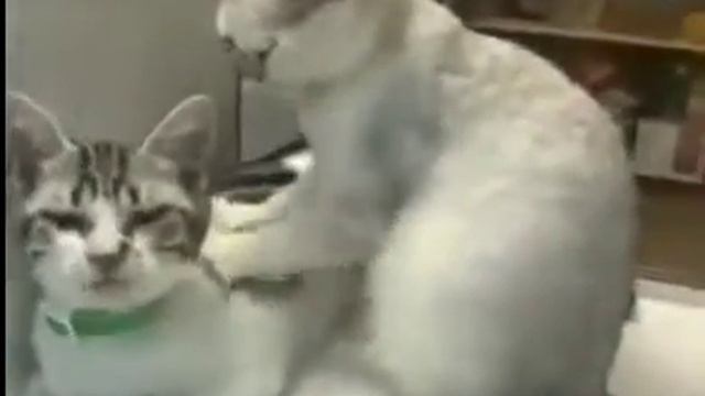 Смешно мила и и угарно кошка коту делают массаж