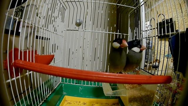 Как поют рисовые амадины смотреть онлайн