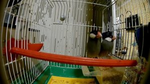 Как поют рисовые амадины