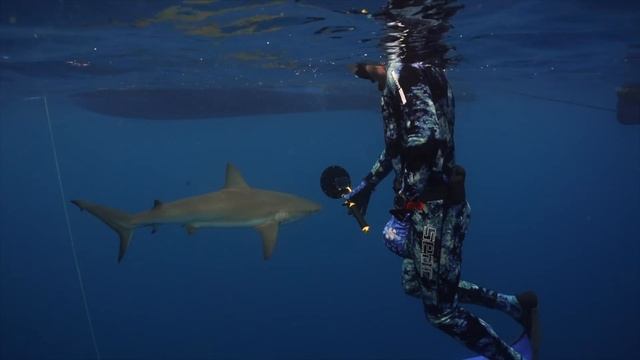 Diving with Bull Sharks, Lemons and Reefs! Florida Shark Divers смотреть онлайн