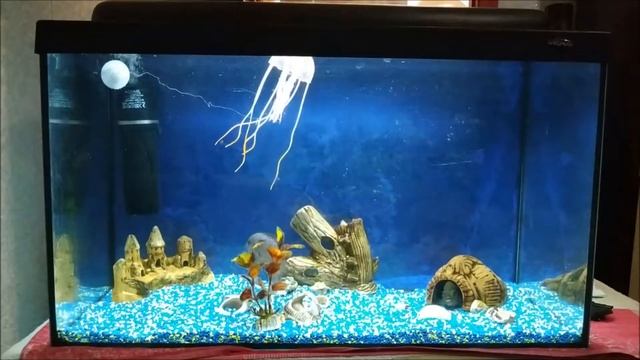 Аквариумные рыбки-самые лучшие домашние животные, аквариум на 80 литров смотреть онлайн