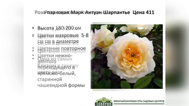 КАТАЛОГ РОЗ!!! УСПЕЙТЕ СДЕЛАТЬ ЗАКАЗ!!! смотреть онлайн
