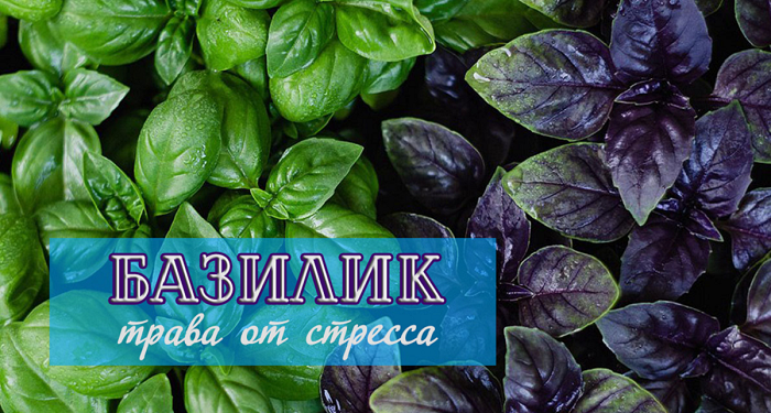 Базилик, Реган. Лечебные свойства. Народная медицина.