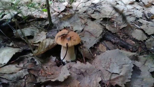 Белые грибы самые лучшие грибы смотреть онлайн