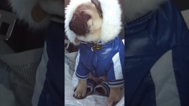 мопсик засыпает смотреть онлайн