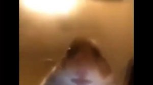 Хомяк смотрит в камеру Мем