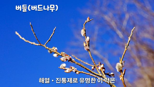 [85편 버들/버드나무] 식물이용해 만든 최초 약 아스피린은 버드나무가 원료 смотреть онлайн