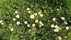 Ромашка. Интересные факты.