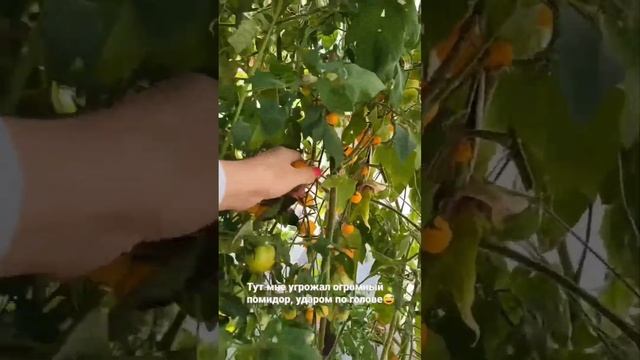 Сентябрь 2023. Очередной сбор урожая. смотреть онлайн