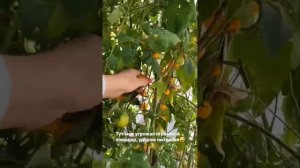 Сентябрь 2023. Очередной сбор урожая.