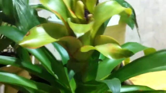 О ГУЗМАНИИ: Цветет с зимы, надавала еще деток. "ЖЕНСКОЕ СЧАСТЬЕ" набирает цвет смотреть онлайн