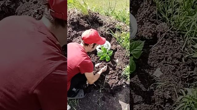 Как правильно посадить комнатную розу🌹🌦️