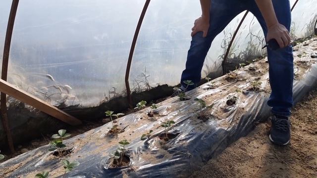 БАЛАГАН, теплица для выращивания клубники. В чем ошибки и преимущества