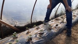 БАЛАГАН, теплица для выращивания клубники. В чем ошибки и преимущества