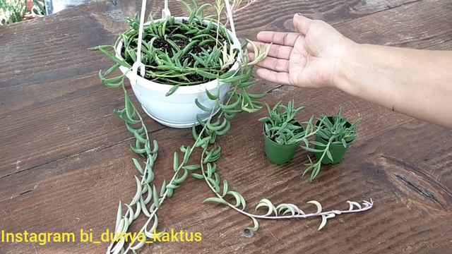 Senecio Radicans-Muz Sukulent Bakımı
