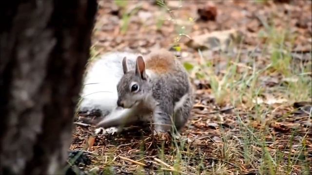 Прикольные белочки. смотреть онлайн