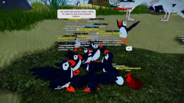 Puffin realism | Feather Family [Roblox] 4K смотреть онлайн