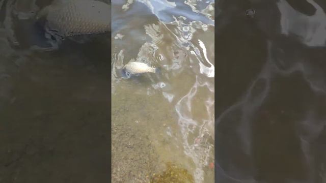 запуск карасей в пруд смотреть онлайн