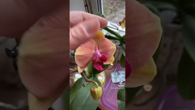 Зацвели рыжие орхидеи! смотреть онлайн