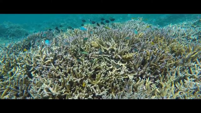 Корал Майн — самый простой способ пить качественную воду смотреть онлайн