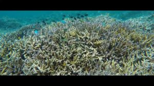 Корал Майн — самый простой способ пить качественную воду