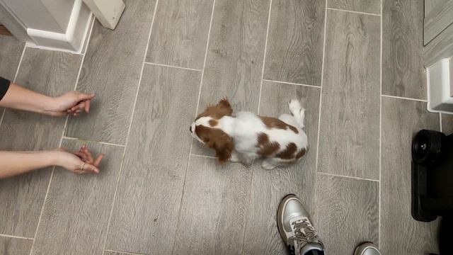 Покупка собаки Кавалер Кинг Чарльз Спаниель