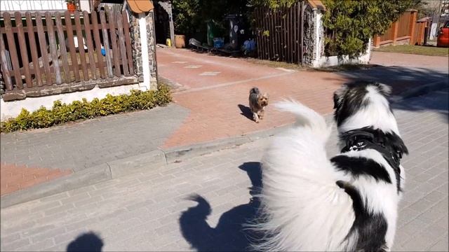 Tornjak Joszko meets aggressive dog смотреть онлайн
