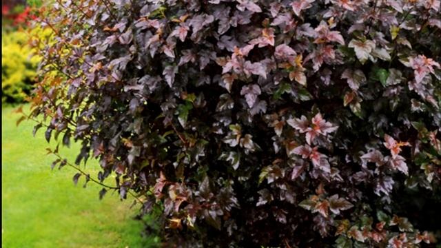 5 деревьев и кустарников с фиолетовой и красной листвой – расставляем акценты в саду смотреть онлайн