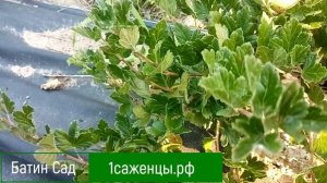 Крыжовник Супер Джонни