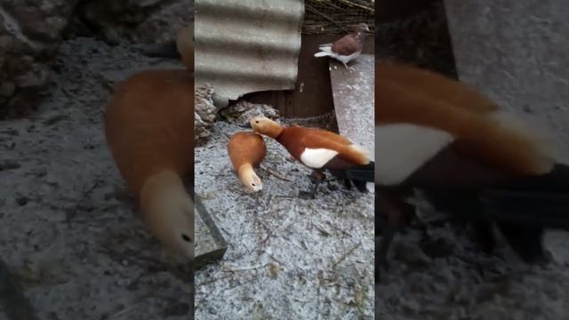 Утка огарь /// Утка огарь розведение /// Красная утка зимой /// смотреть онлайн