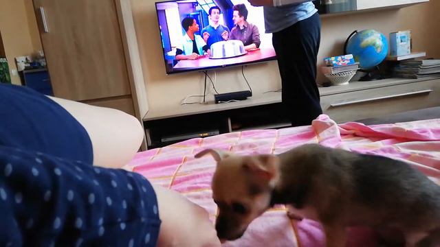 Чихуахуа Рори(10) смотреть онлайн