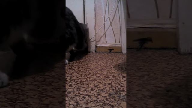 Как кошка открывает дверь. смотреть онлайн