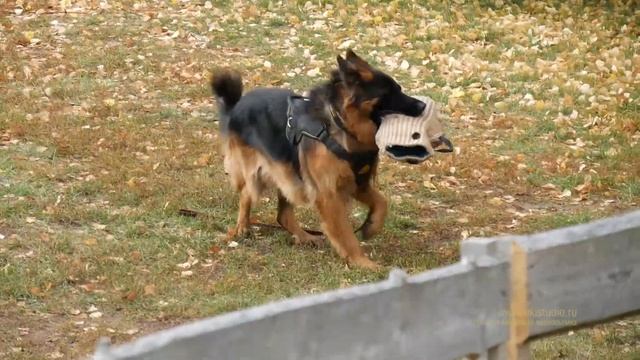 Занятия по ЗКС. Дрессировка собак. Служебные собаки. смотреть онлайн