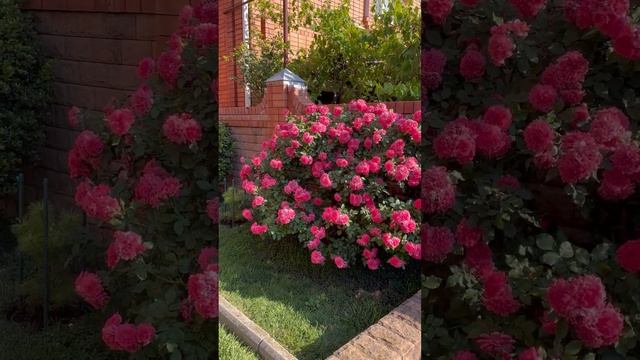 Роза Розариум Ютерсен. Вторая волна цветения.#flower#розыкордес#розариумютерсен#