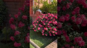 Роза Розариум Ютерсен. Вторая волна цветения.#flower#розыкордес#розариумютерсен#