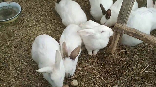 Кормим Кроликов В Яме.Трансляция. смотреть онлайн