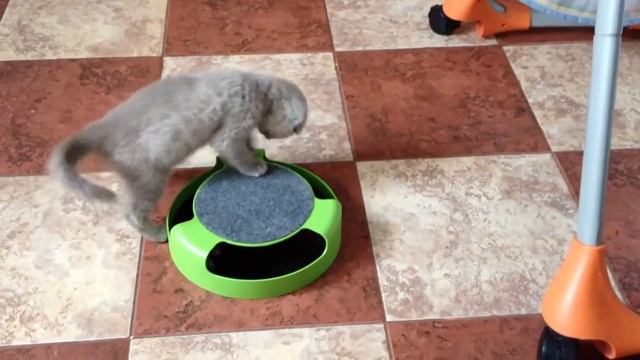 Когтеточка для кошек 