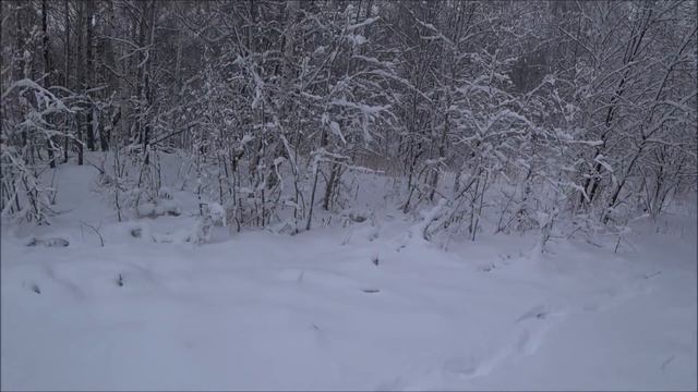 Охота на зайца #6 /Джессси 2 часа работала по зайцу смотреть онлайн