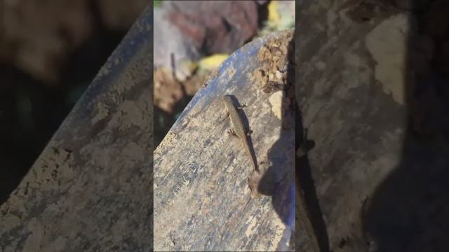 тритон на участке загородного дома #ландшафтныйдизайн #сад #garden смотреть онлайн