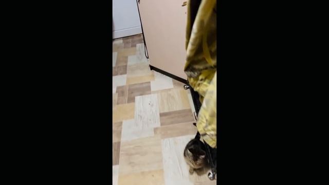 НЕ ДЛЯ СЛАБОНЕРВНЫХ! Что могут сделать ЕНОТ и два КОТЁНКА за одну ночь с вашим домом?! смотреть онлайн