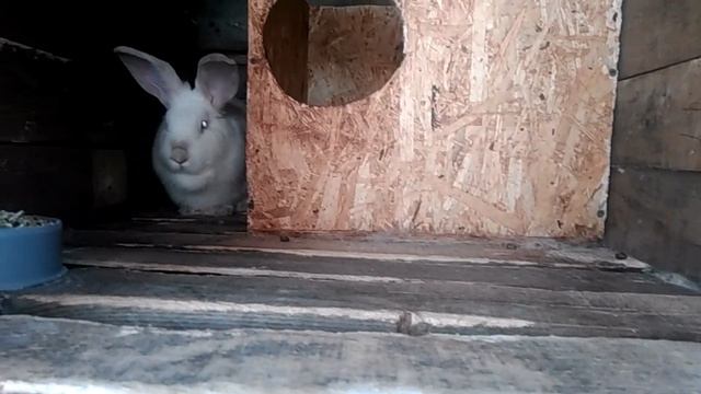 Кролики,Содержание,Обновление маточного поголовья. смотреть онлайн