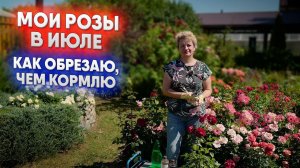 Мои розы в июле - как обрезаю, чем кормлю