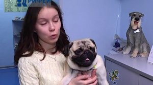 Бассейн для собак