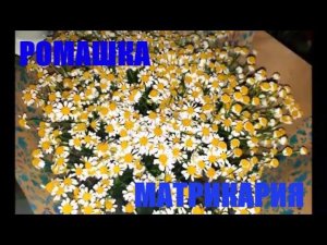 РОМАШКИ МАТРИКАРИИ, КАК ПРОРАСТИТЬ/СЕМЕНА МАТРИКАРИИ